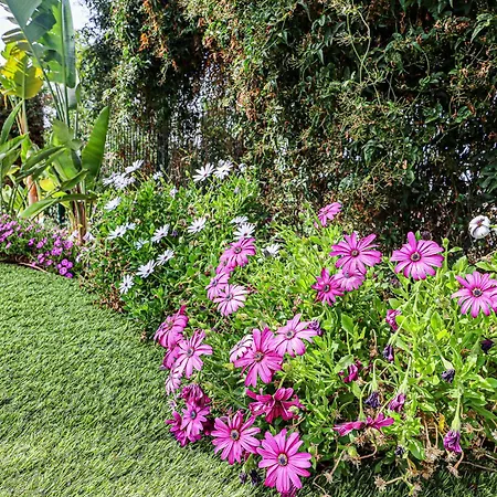 Moroz - By Bedzy Villa